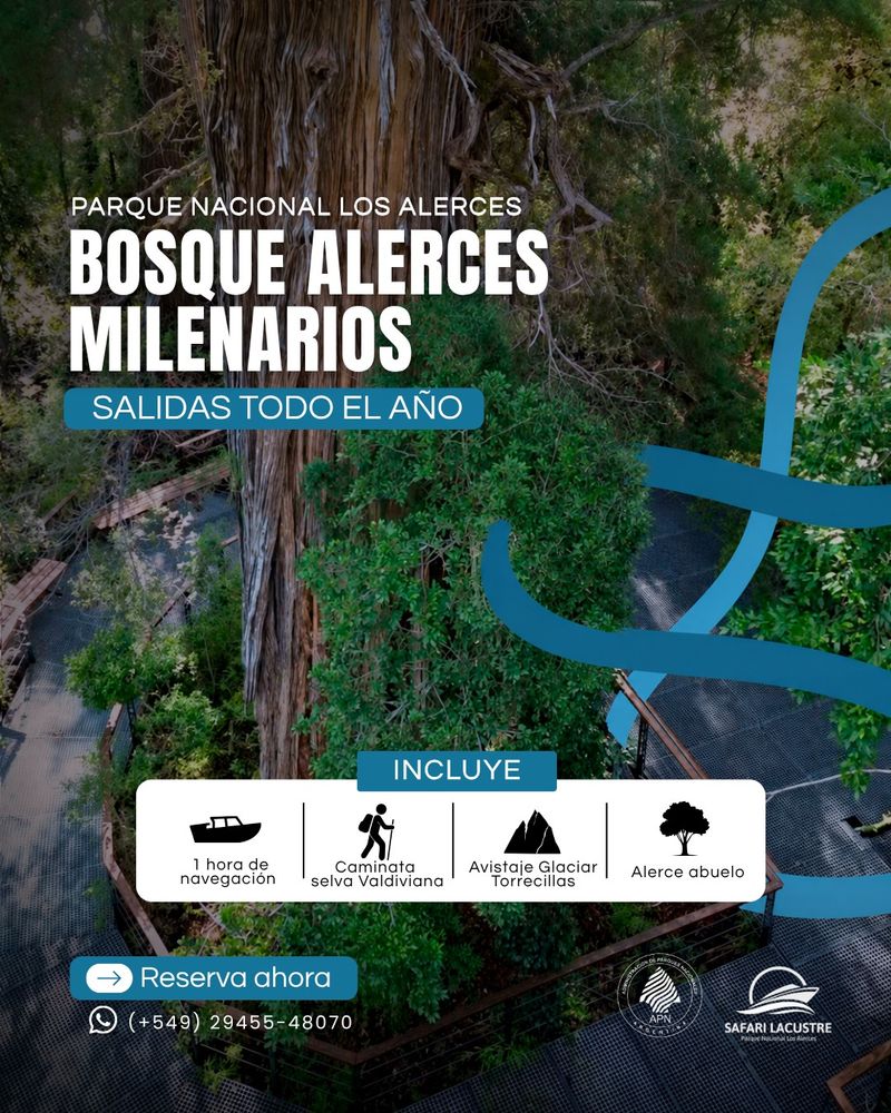 Conocé el Bosque de Alerces Milenarios